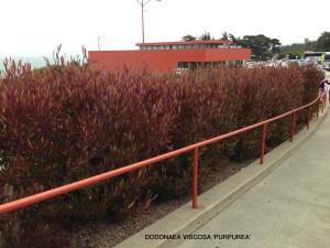 Dodonaea viscosa 'Purpurea'